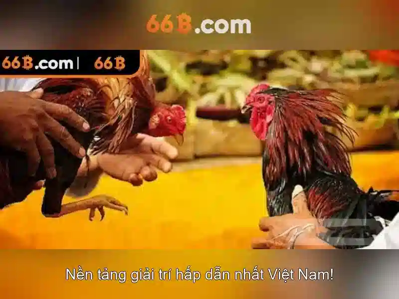 66B uy tín không